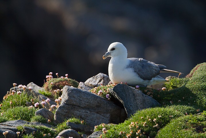 Eissturmvogel Fulmarus glacialis Northern Fulmar 